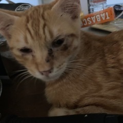 茶トラくん　里親募集中 - 猫