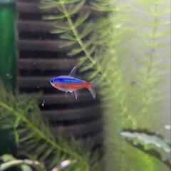 ガージナルテトラの画像