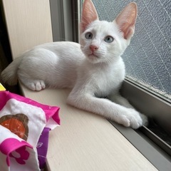 正式譲渡　ブルーアイ・レッドリンクスポイント（笹かま猫）の凪くん - 猫
