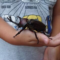 カブトムシの幼虫 国産 福井県 美山 (2