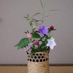 茶道体験教室の画像