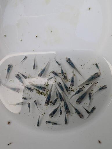 メダカ深海