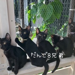 黒猫8兄弟