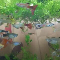 浮き草