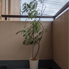 エバーフレッシュ　観葉植物