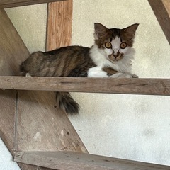 急募 長毛仔猫