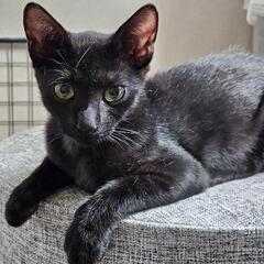 子猫里親さん募集！