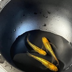 レクリス♂2♀1 
メダカの画像