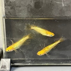 レクリス♂2♀1 
メダカの画像