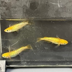 レクリス♂2♀1 
メダカの画像