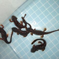 オキナワシリケンイモリ幼体5匹（上陸済み、人工餌OK、送料別）#202413の画像