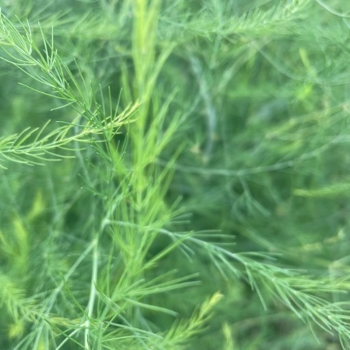 アスパラ3年物　100cm×80m 清田区