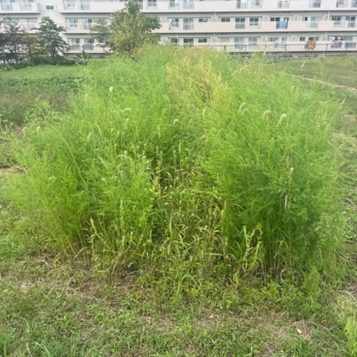 アスパラ3年物　100cm×80m 清田区
