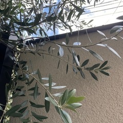 ❤️ユーカリポポラス　オリーブ　枝の画像