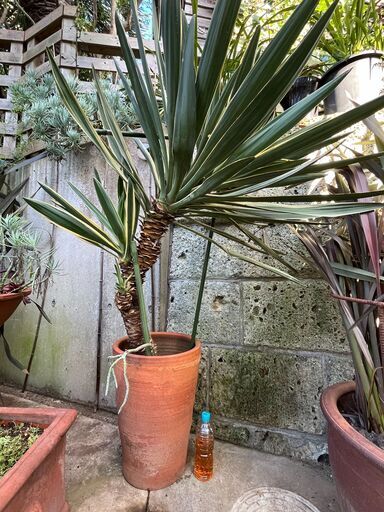 ユッカ　グロリオサ　バエリガータ　希少大株　２頭＋新芽　斑入り