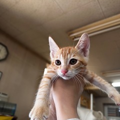 2ヶ月 茶トラの子猫🐱9/19更新
