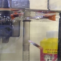 グッピー　熱帯魚　飼育セット