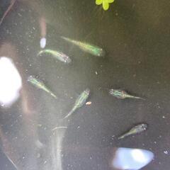 ネプチューンメダカ幼魚6匹