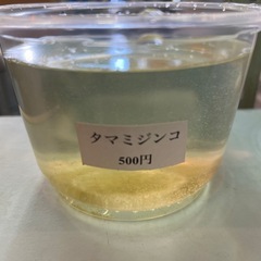 タマミジンコ　まだまだあります