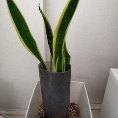 🪴観葉植物【サンスベリア】です！の画像