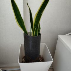 🪴観葉植物【サンスベリア】です！の画像