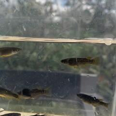 ❮お渡し者決定❯オロチめだか10匹の画像