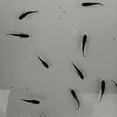 ❮お渡し者決定❯オロチめだか10匹