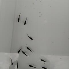 ❮お渡し者決定❯オロチめだか10匹の画像