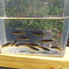 ❮お渡し者決定❯オロチめだか10匹の画像