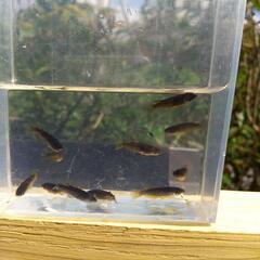 ❮お渡し者決定❯オロチめだか10匹の画像