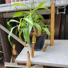 食虫植物の画像