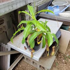 食虫植物の画像