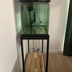 60センチ水槽セット⭐︎レインボースネークヘッド生体込みの画像