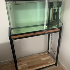 60センチ水槽セット⭐︎レインボースネークヘッド生体込み