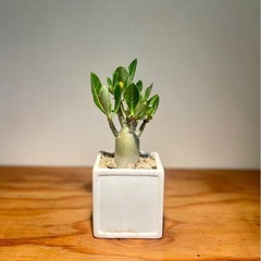 🉐ジブリ感ある可愛い見た目！ぽってり幹！アラビカ半島の珍種植物の画像