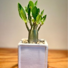 🉐ジブリ感ある可愛い見た目！ぽってり幹！アラビカ半島の珍種植物の画像