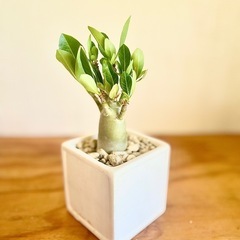 🉐ジブリ感ある可愛い見た目！ぽってり幹！アラビカ半島の珍種植物の画像
