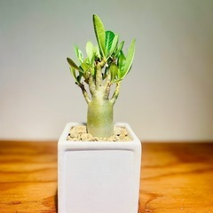 🉐ジブリ感ある可愛い見た目！ぽってり幹！アラビカ半島の珍種植物