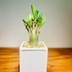 ランキングキーワードに紐づく投稿画像-観葉植物
