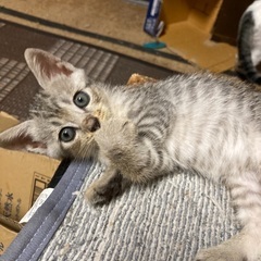 トライアル決まりました｡1ヶ月半の可愛い男の子❗️ - 猫