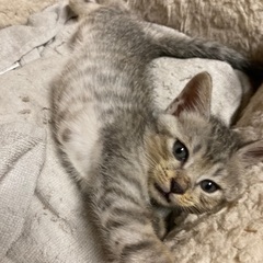トライアル決まりました｡1ヶ月半の可愛い男の子❗️ - 里親募集
