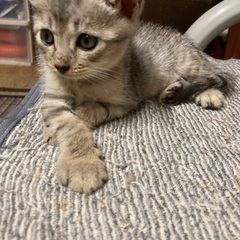 トライアル決まりました｡1ヶ月半の可愛い男の子❗️ - 南アルプス市