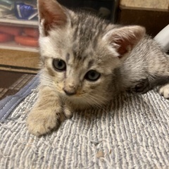 トライアル決まりました｡1ヶ月半の可愛い男の子❗️ − 山梨県