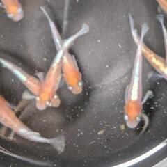改良メダカ　ダイアナ　若魚２ペア