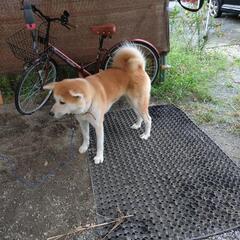 お天気屋さんのお嬢様で、手は掛かりますがそれだけに可愛い娘（秋田犬）です🤗 - 里親募集