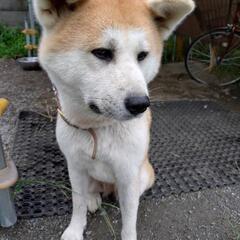 お天気屋さんのお嬢様で、手は掛かりますがそれだけに可愛い娘（秋田犬）です🤗 - 双葉郡
