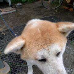 お天気屋さんのお嬢様で、手は掛かりますがそれだけに可愛い娘（秋田犬）です🤗 − 福島県