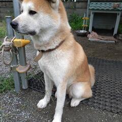 お天気屋さんのお嬢様で、手は掛かりますがそれだけに可愛い娘（秋田犬）です🤗 - 犬