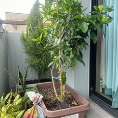 ゴールドクレスト＆クチナシ　植物
