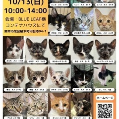 10/13(日)熊本市ねこのて譲渡会